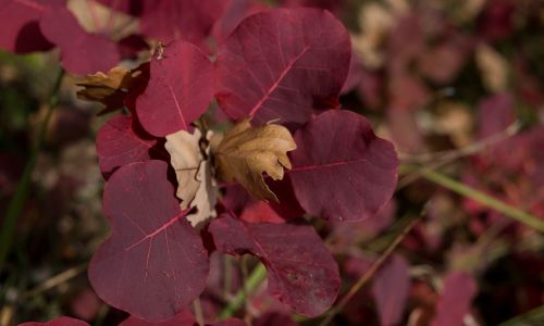 fleurfeuille